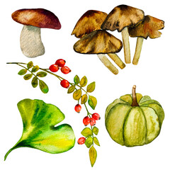 Autumn set of pumpkins, mushrooms and berries. hand-drawn watercolor..