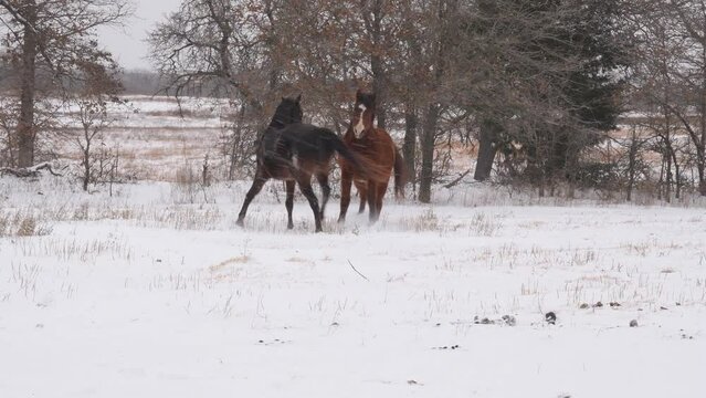 Two Arabian horses running and playing in snowy winter weather