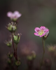 Pink flower, petals, growth, details, nature, macro, plants, spring