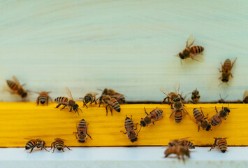 group bee working honey nature