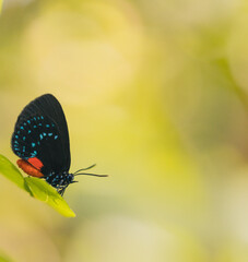 butterfly atala biological species visual matches