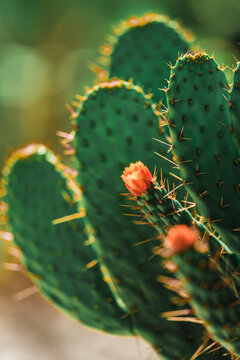cactus with red flower usa