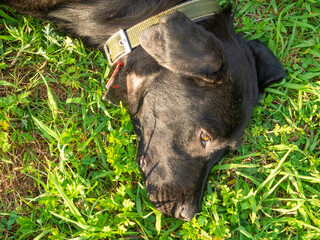 chipped dog. Best friend. Dog head close up. Sterilized dog. The animal sighs.