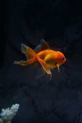 Gold fish en pecera 