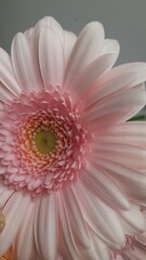pink gerber daisy