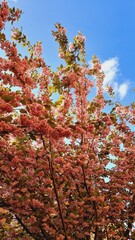 red autumn leaves