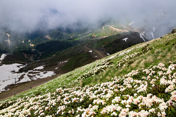 at an altitude of 2300 meters