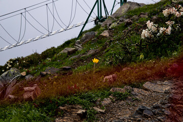 lonely mountain flower