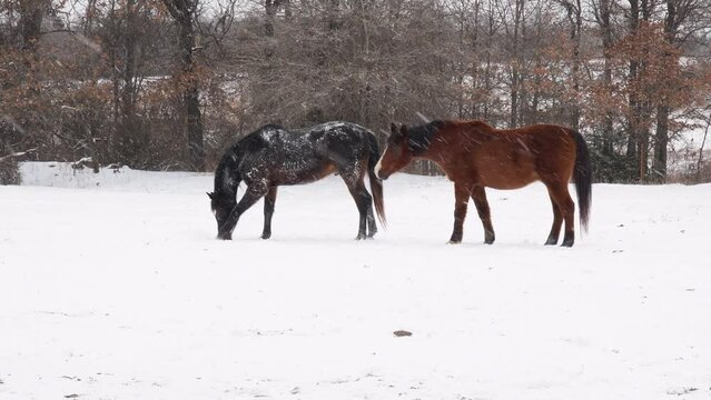 Dark bay Arabian horse pawing at snow while a bay horse rubs his head on him