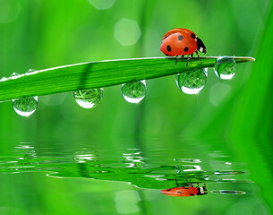 ladybug on leaf