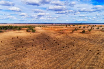 Fototapeta na wymiar D Moree cattle dry plains