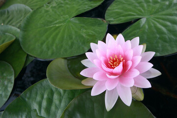 pink water lily