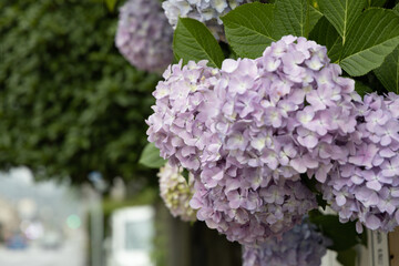小雨のあじさい