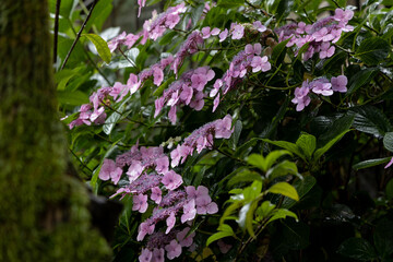 小雨のあじさい