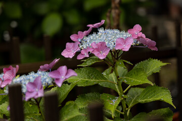 小雨のあじさい