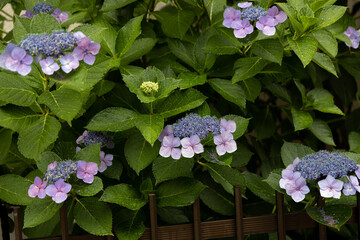 小雨のあじさい