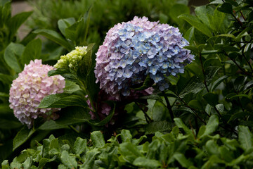 小雨のあじさい