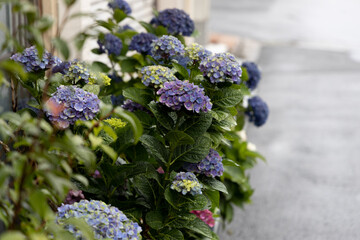 小雨のあじさい