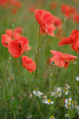 Fototapeta na wymiar Blooming red poppies in the field, macro.