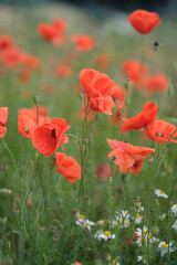 Fototapeta na wymiar Blooming red poppies in the field, macro.