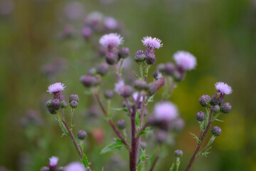 Creeping thistle flowers closeup with green blurred background