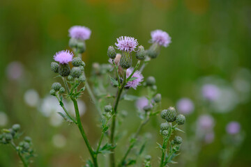Creeping thistle flowers closeup with green blurred background