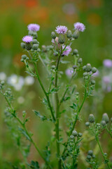 Creeping thistle flowers closeup with green blurred background