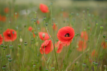 Blooming red poppies in the field, macro.