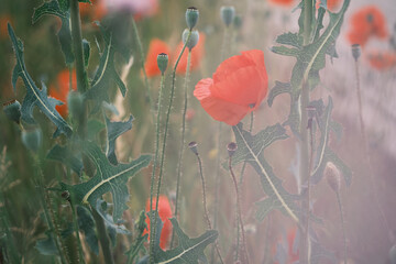 Blooming red poppies in the field. Can be used as abstract blurred natural background.