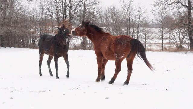 An old and a younger horse playing in pasture in snow on a cold windy day