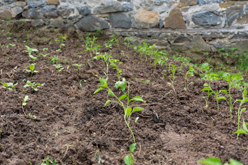 Rows with young peppers plants in the agricultural garden on a spring day. Planting pepper seedlings in the ground concept