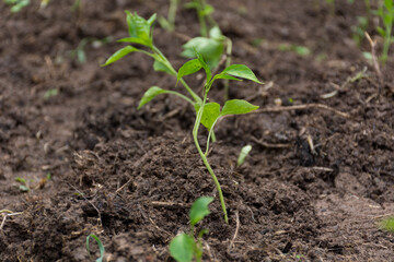 Young pepper plant in the garden on a spring day. Planting pepper seedlings in the ground. Concept of agriculture. Close up, selective focus