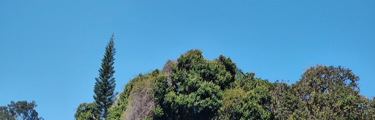 landscape horizon hill mountain quarry clear blue sky forest vegetation tree leaves nature close