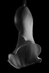 モノクロのカラー