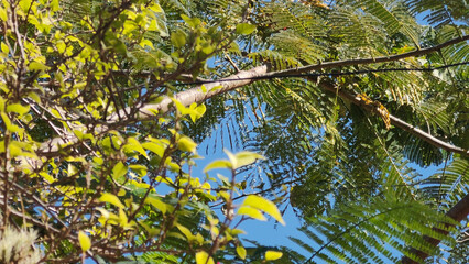 Obraz na płótnie Canvas clear sky blue forest vegetation tree leaves flower ivy bromeliad wall protection life walker path beauty beautiful nature wood stick cross root twig close
