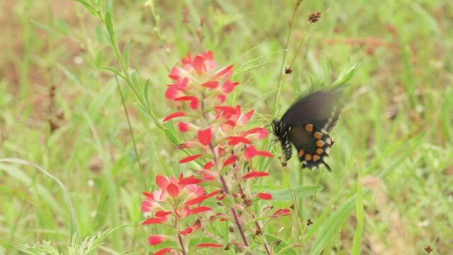 Pipevine Swallowtail butterfly on bright red Castilleja flowers in spring