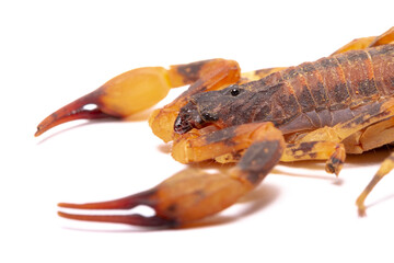 scorpion on the white back ground