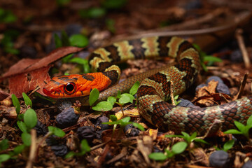 red head runner snake on the ground