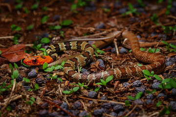 red head runner snake on the ground