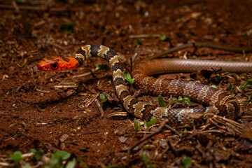 red head runner snake on the ground