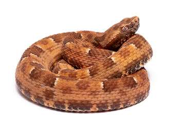 spoted lance head viper on the white backgroun