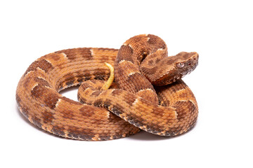 spoted lance head viper on the white backgroun