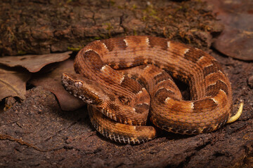spoted lance head viper on the groun