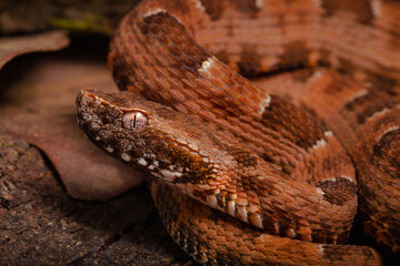 spoted lance head viper on the groun