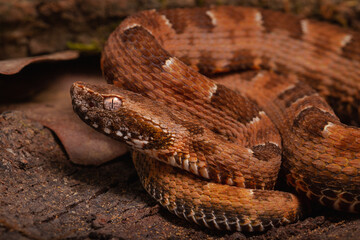 spoted lance head viper on the groun
