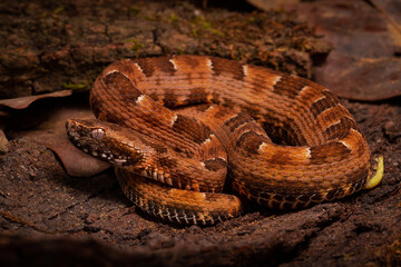 spoted lance head viper on the groun