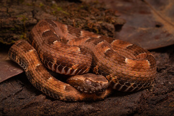 spoted lance head viper on the groun