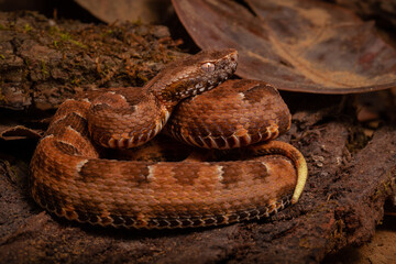 spoted lance head viper on the groun