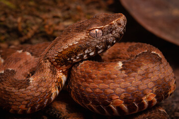 Obraz premium spoted lance head viper on the groun