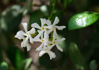 Star jasmine (lat.- Trachelospermum jasminoides)